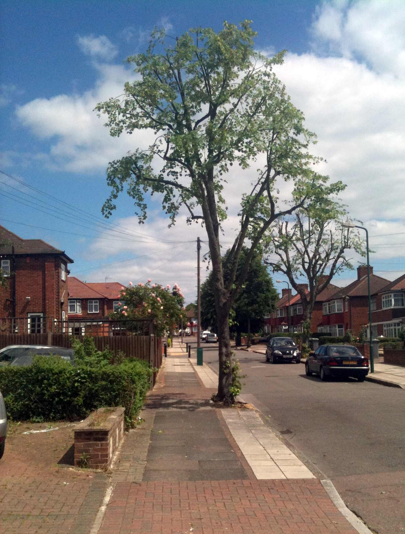 Tree Felling Project
