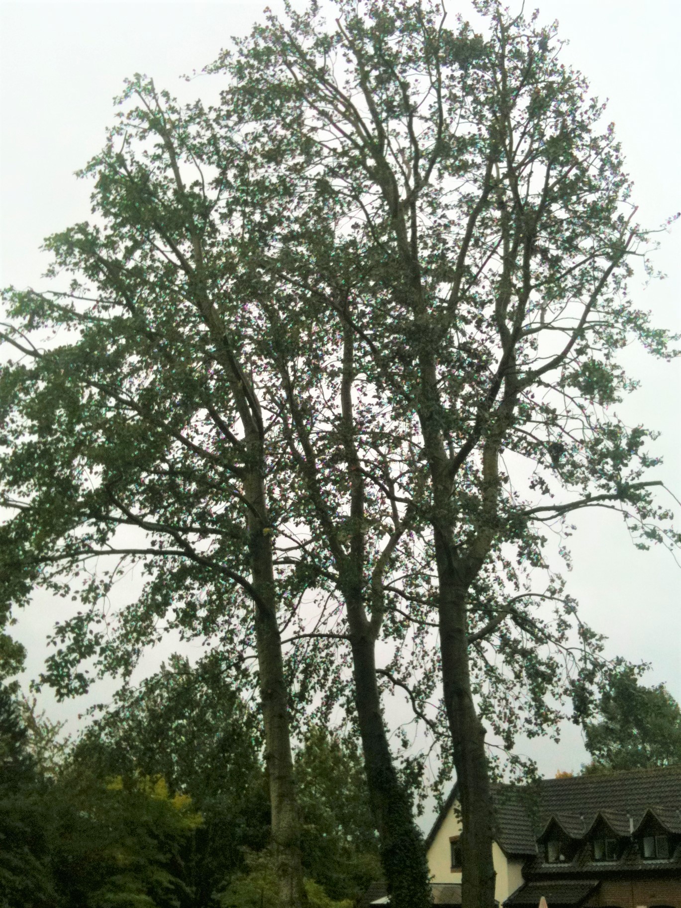 Tree Felling Project