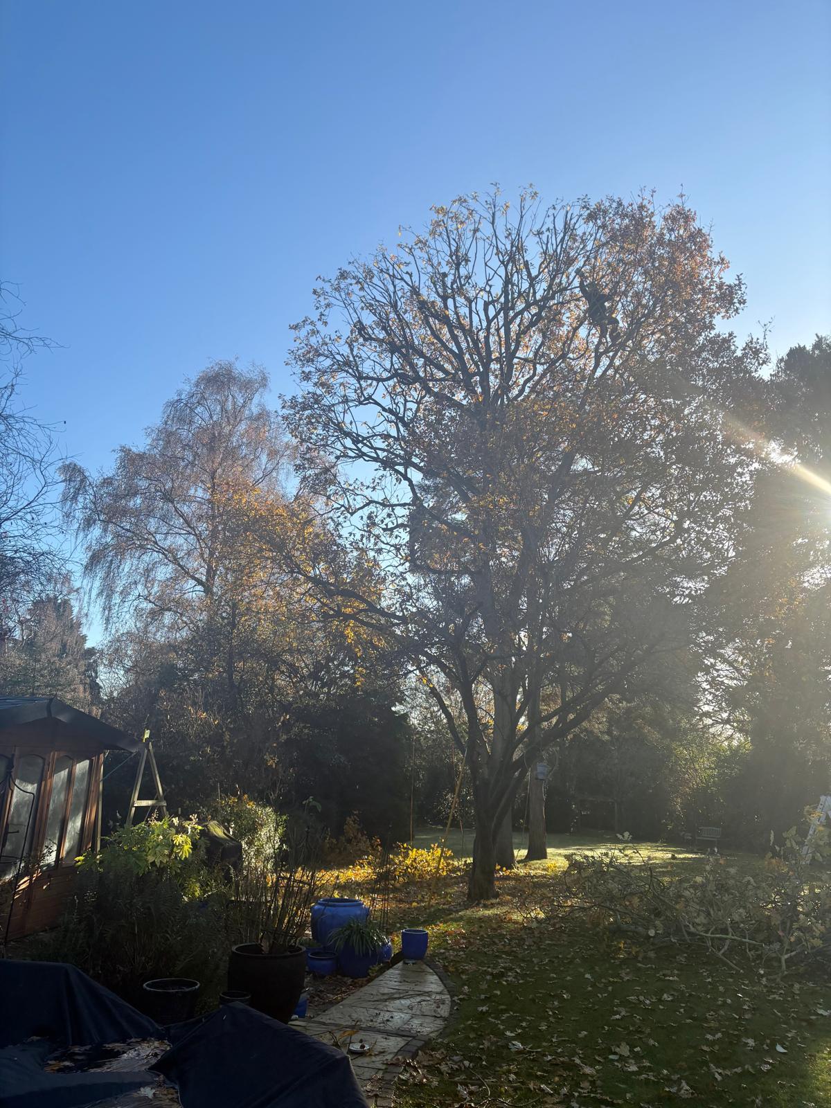Tree Felling Project